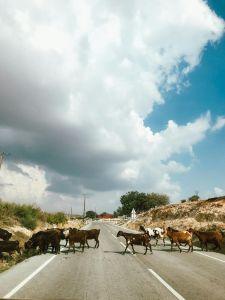 agatravel_cyprus_goats